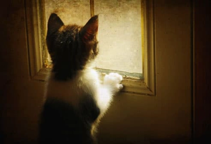 Fact: Cats May Love Too Much Fact: Cats May Love Too Much