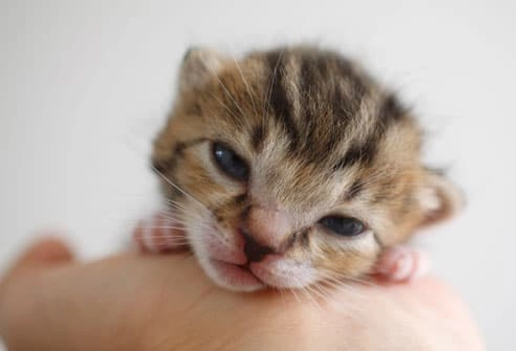 Fact: Early Bonding Key for Kitty