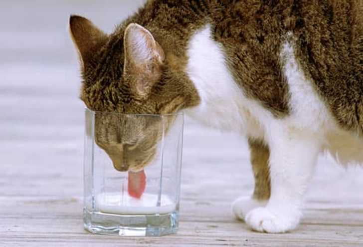 Myth: Cats Need Milk Myth: Cats Need Milk