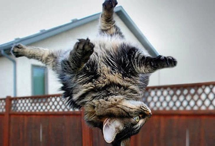 Myth: Cats Will Land on Their Feet Myth: Cats Will Land on Their Feet