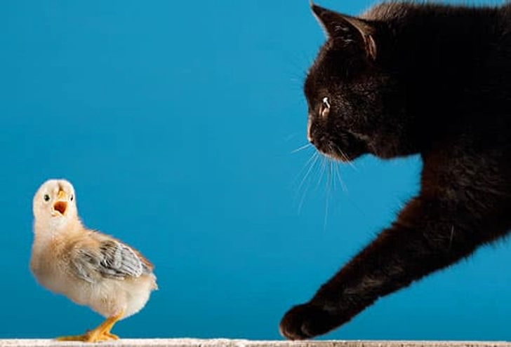 Cat Language: Chirping Cat Language: Chirping