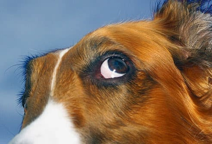 Dog Language: Whale Eye Dog Language: Whale Eye