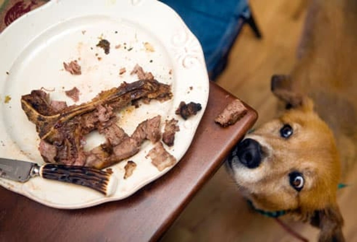 Myth: Dogs Need Bones Myth: Dogs Need Bones