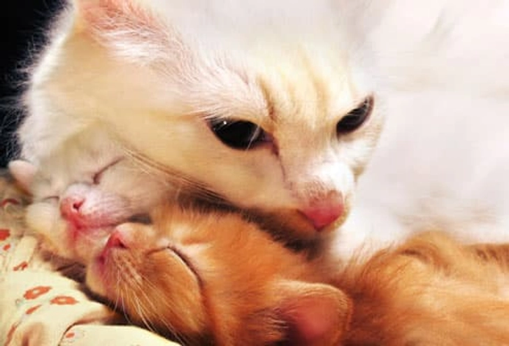 Cat Language: Purring Through Pain