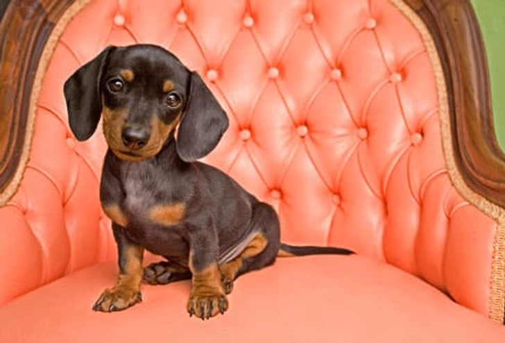 Fact: Dogs Have a Look of Love Fact: Dogs Have a Look of Love
