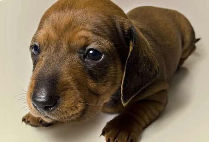 Fact: Newborn Pups Don't Wag Fact: Newborn Pups Don't Wag