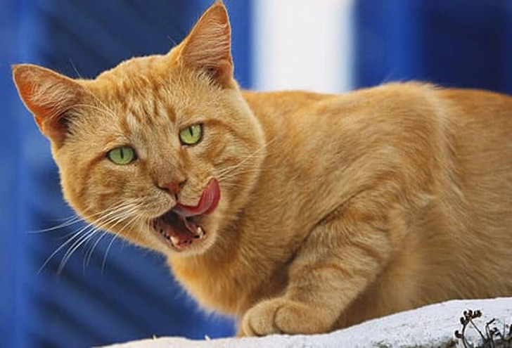 Fact: Cats Smell With Their Mouths