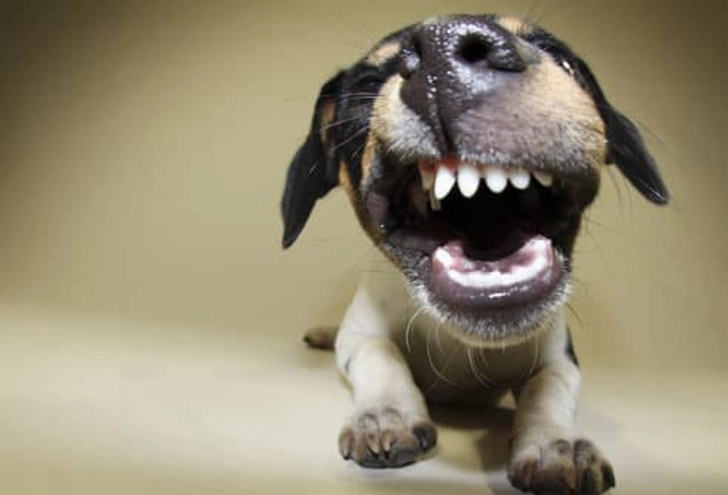 Dog Language: Grin and Bear It