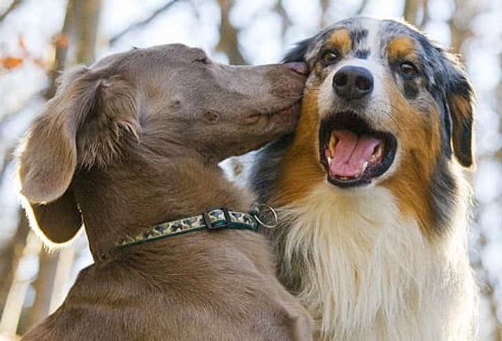 Fact: Dogs Fall in Love