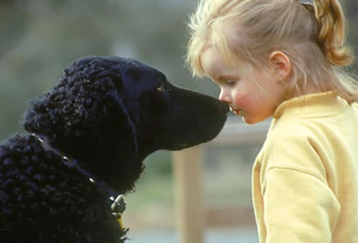 Fact: Dogs Can Learn 250 Words