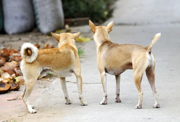 Myth: Tail Wagging, Happy Dog Myth: Tail Wagging, Happy Dog