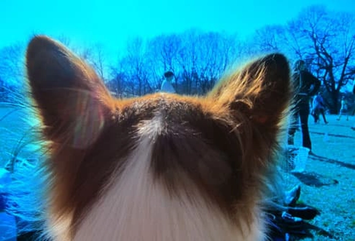 Myth: Dogs See in Black and White Myth: Dogs See in Black and White