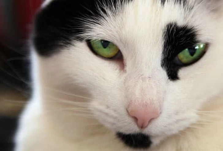 Fact: Cats Kiss With Their Eyes Fact: Cats Kiss With Their Eyes
