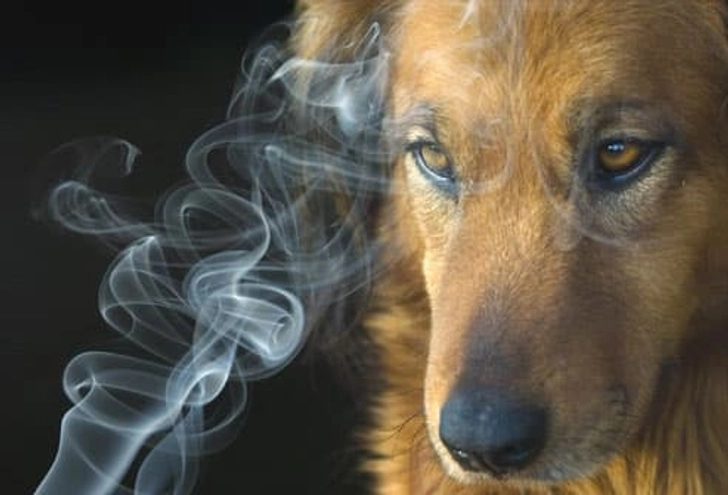 Fact: Smoking Kills Cats and Dogs