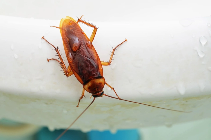Cockroaches Cockroaches