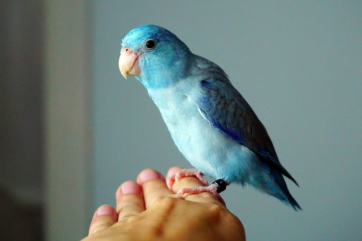 Birds Birds