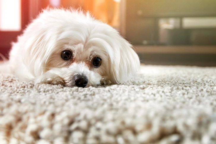 Carpet Carpet