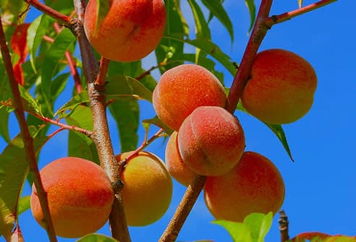 Peaches