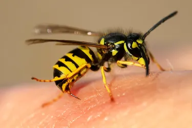The insects whose stings most commonly cause medical problems are bees, wasps, and ants.