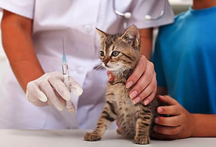 Vaccinate Your Kitten Vaccinate Your Kitten