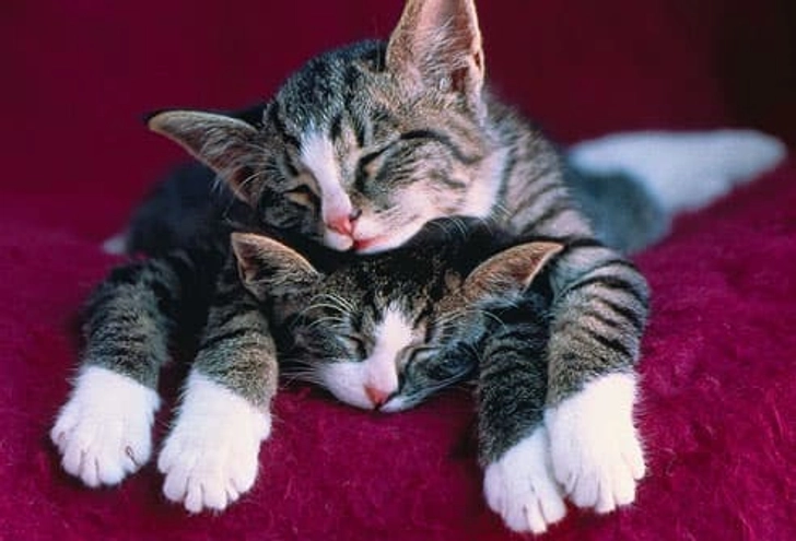 One Cat or Two? One Cat or Two?