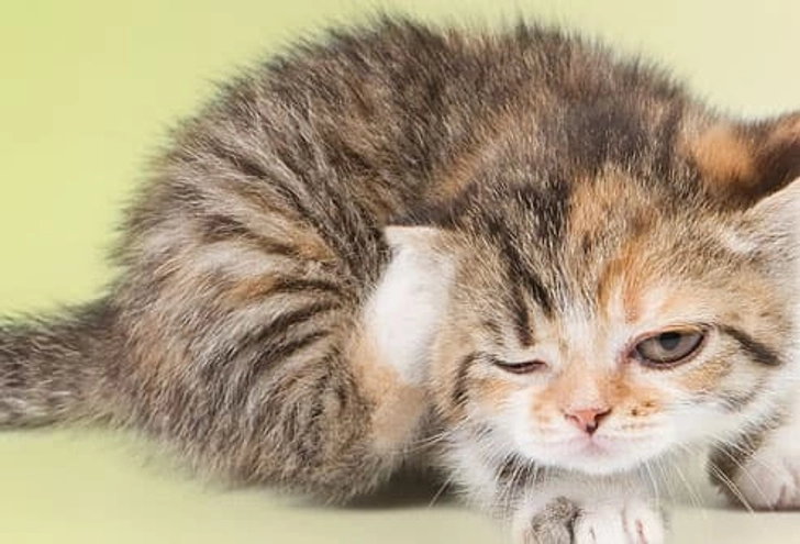 Fight Fleas