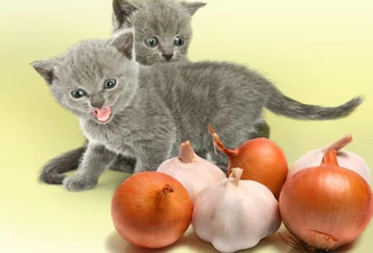 Food Harmful to Your Kitten Food Harmful to Your Kitten