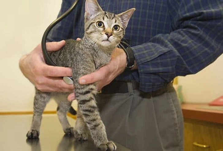 Time to Spay or Neuter