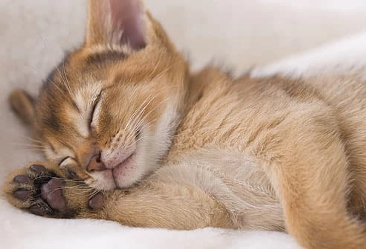 Choose a Cat Bed Choose a Cat Bed