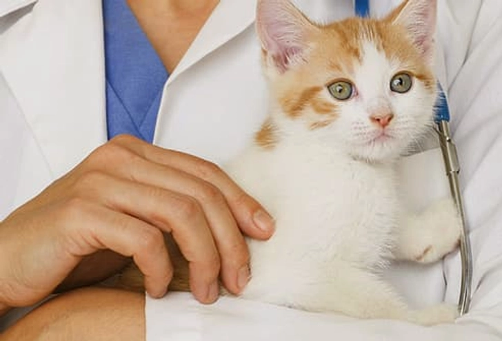 How to Pick a Vet