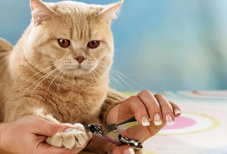 How to Manage Scratching