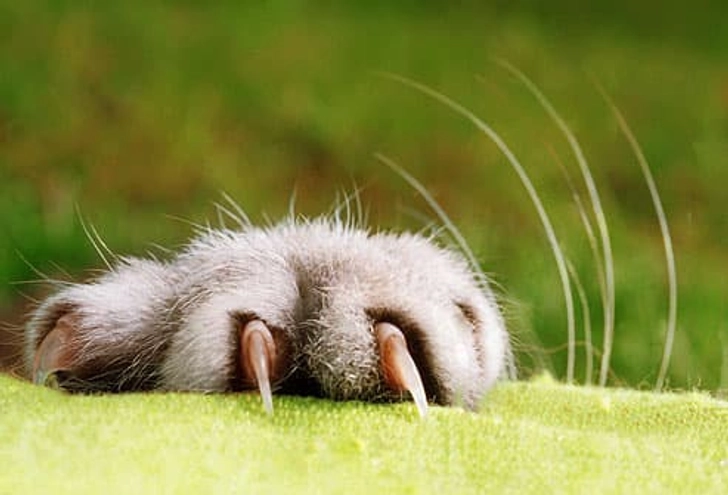 A Word About Declawing A Word About Declawing