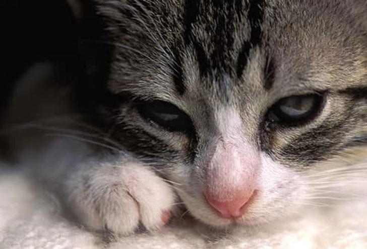 How to Tell When Kitty Is Sick