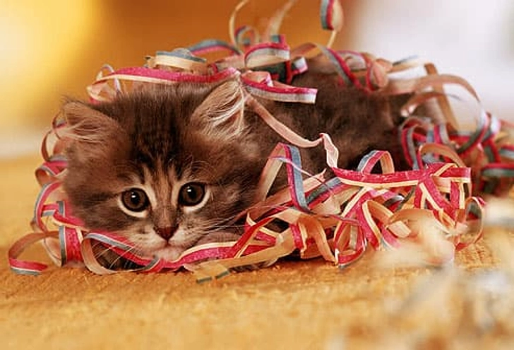 Keep Kitty Safe
