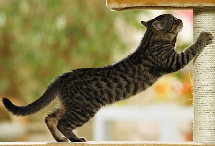 Teach Your Kitten the Rules