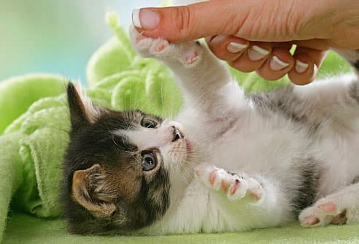 Play With Your Kitten Play With Your Kitten