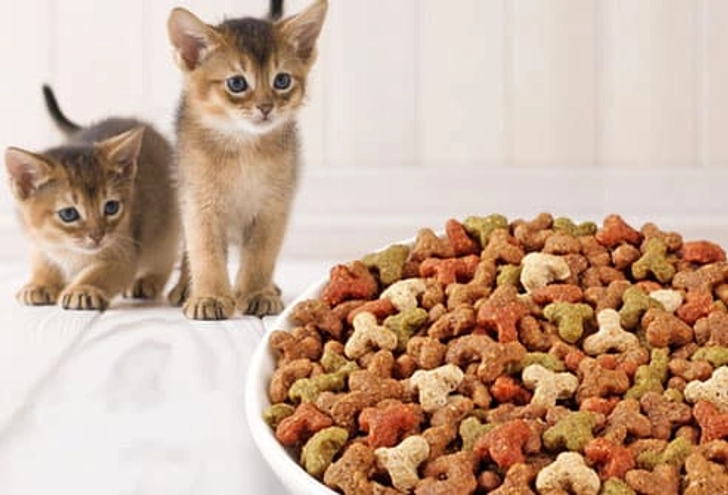 Do You Really Need Kitten Food? Do You Really Need Kitten Food?
