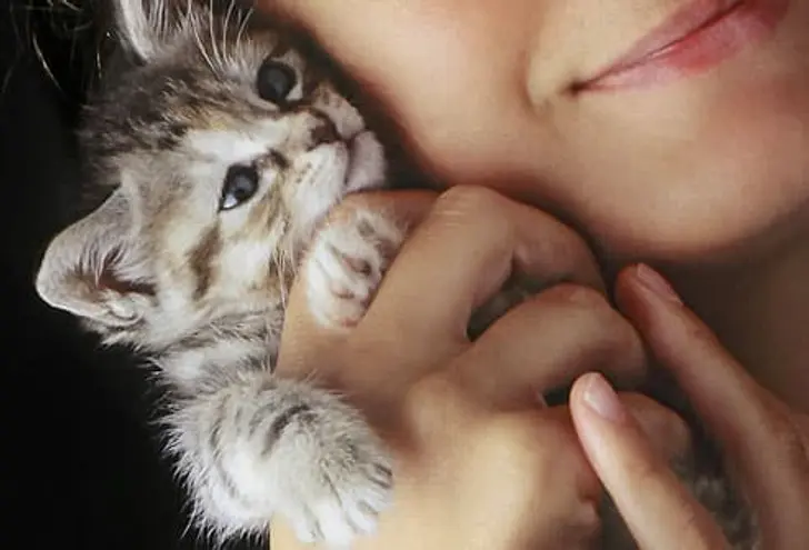 Where to Adopt a Kitten Where to Adopt a Kitten