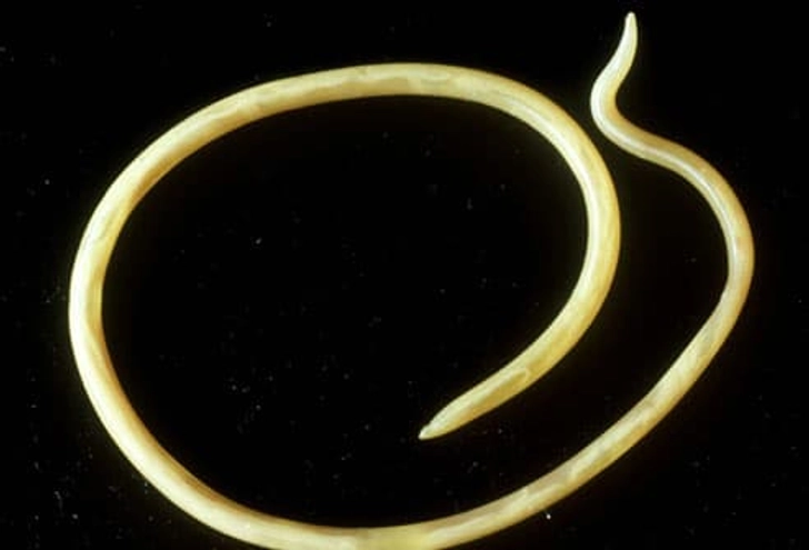 Protect Against Intestinal Worms