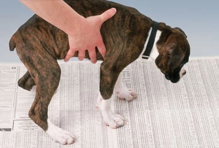 Housebreak Your Puppy
