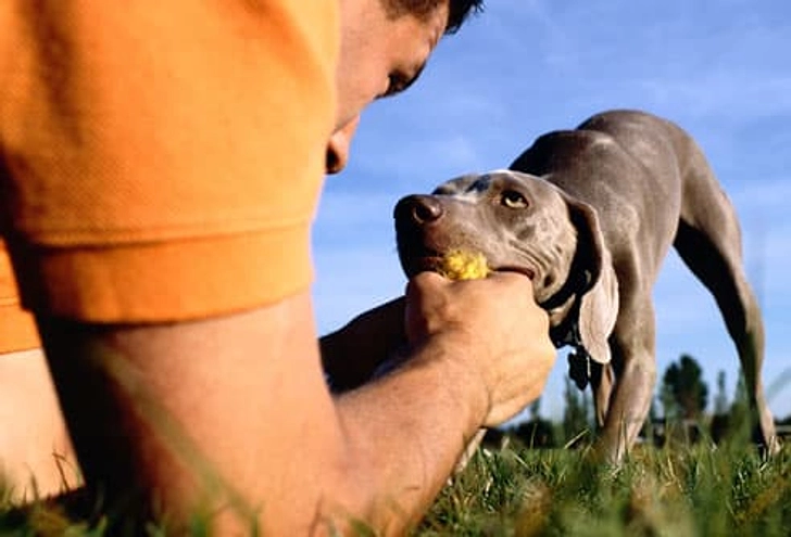 Play With Your Puppy