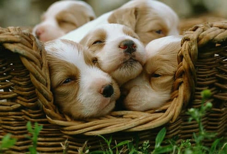 Where to Get Your Puppy Where to Get Your Puppy