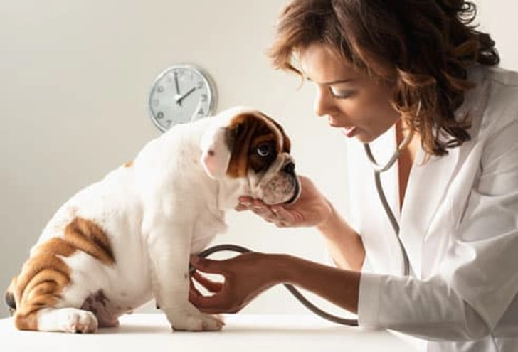 How to Pick a Vet How to Pick a Vet