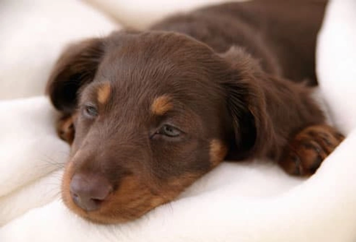 How to Tell When Your Puppy Is Sick How to Tell When Your Puppy Is Sick