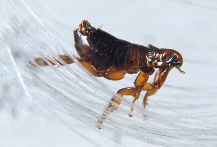 Fight Fleas