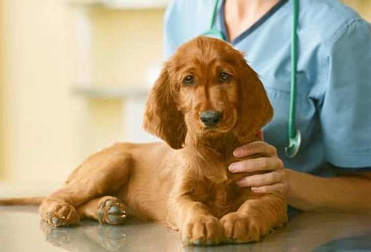 16-24 Weeks Old: Spay or Neuter