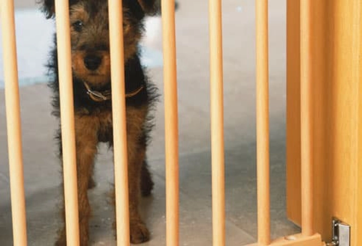 Puppy-Proof Your House Puppy-Proof Your House