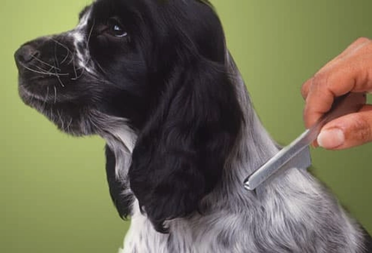 Care for Your Puppy's Coat and Claws