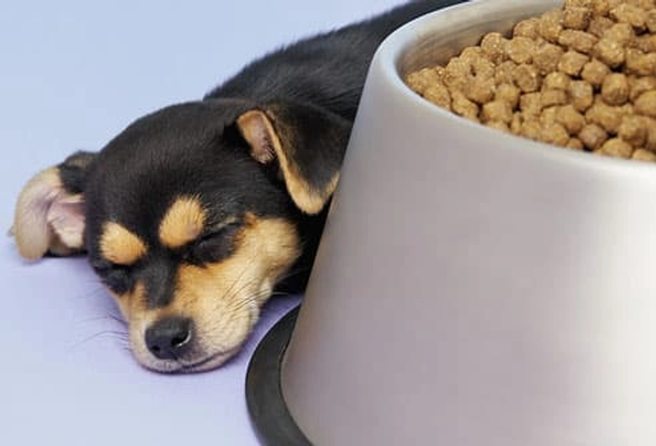 How Much Food Does Puppy Need?