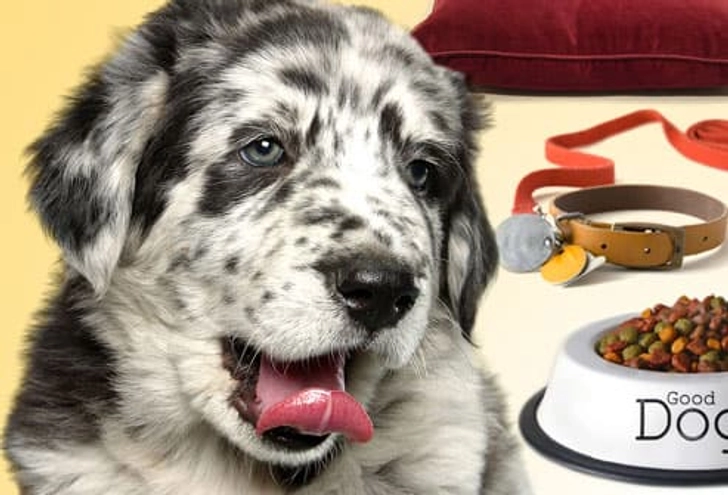 Get Ready for Your Puppy Get Ready for Your Puppy